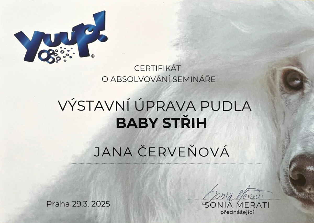 Certifikát - baby strih pudel